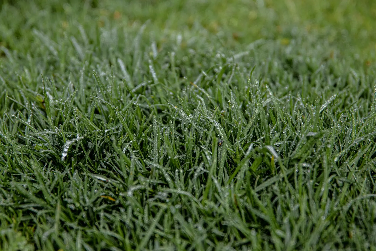 Choosing a Grass Type: Cool-Season vs Warm-Season Lawns