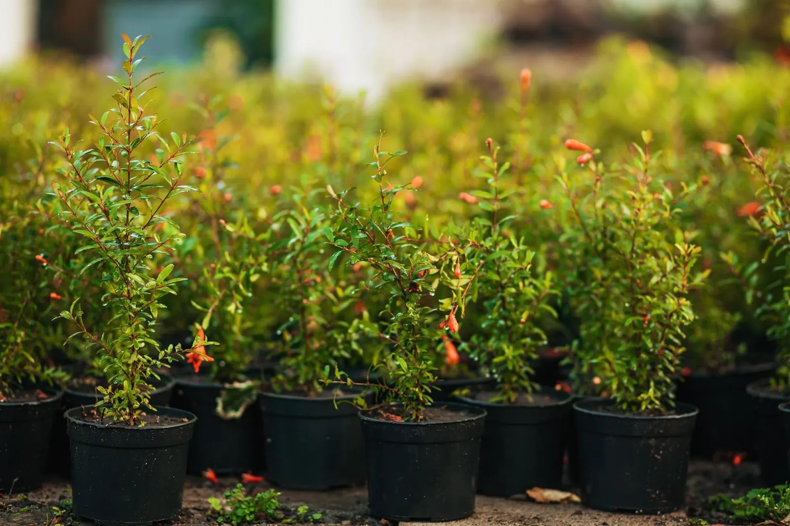 Choosing Trees and Shrubs: Right Plant, Right Place