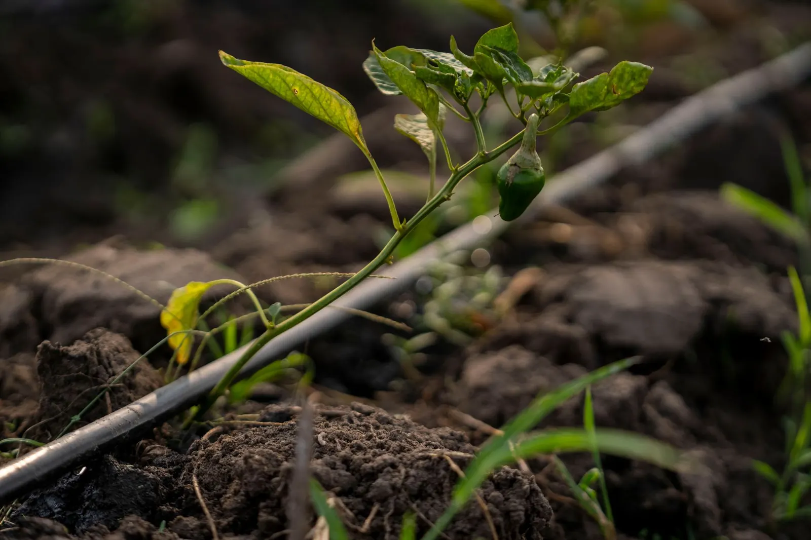 Drip vs Sprinkler Irrigation: Choosing a System for Your Yard