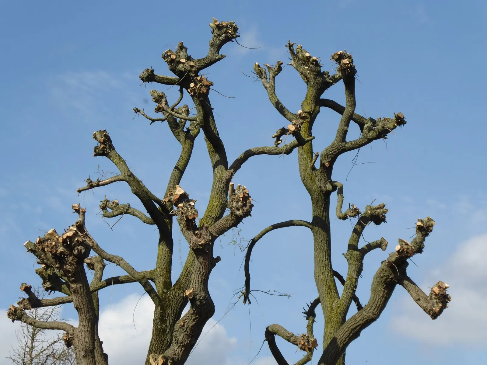 Hiring a Certified Arborist: When You Need One and What to Check