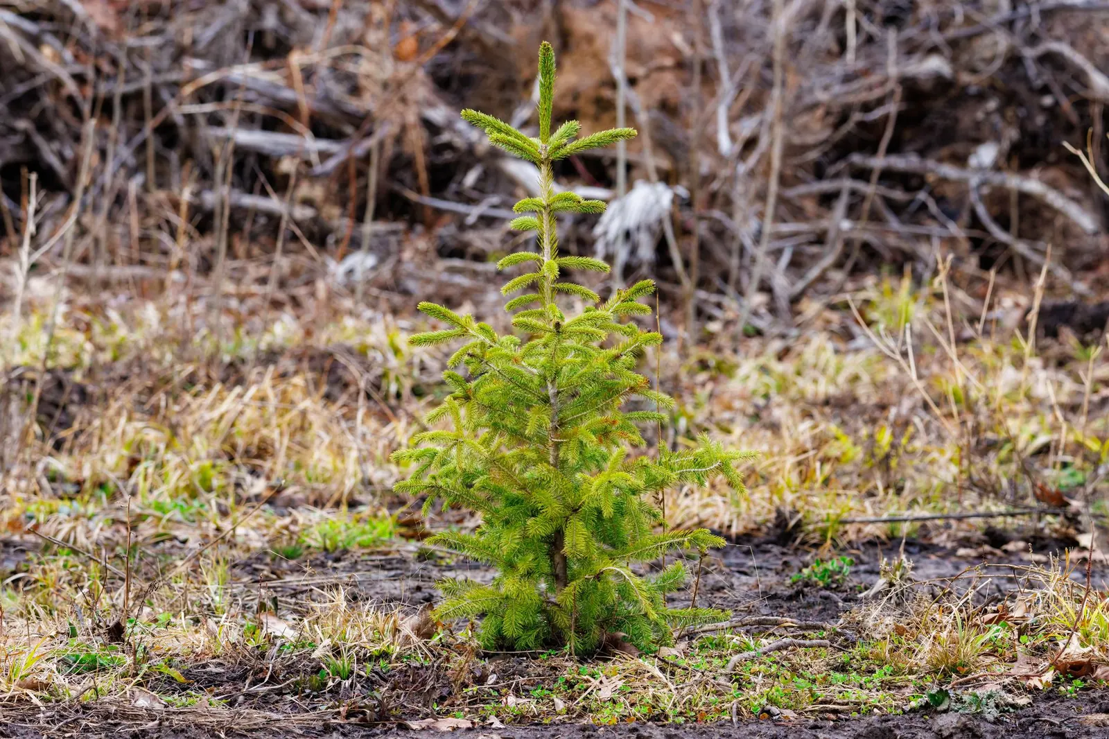 How to Plant a Tree: Step by Step for a Healthy Start