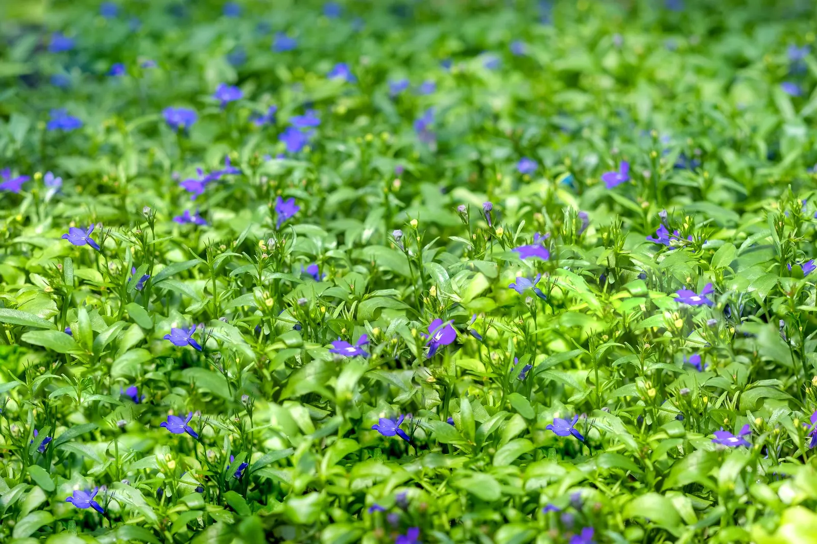 Lawn Alternatives: Groundcovers, Meadows and Planting Beds