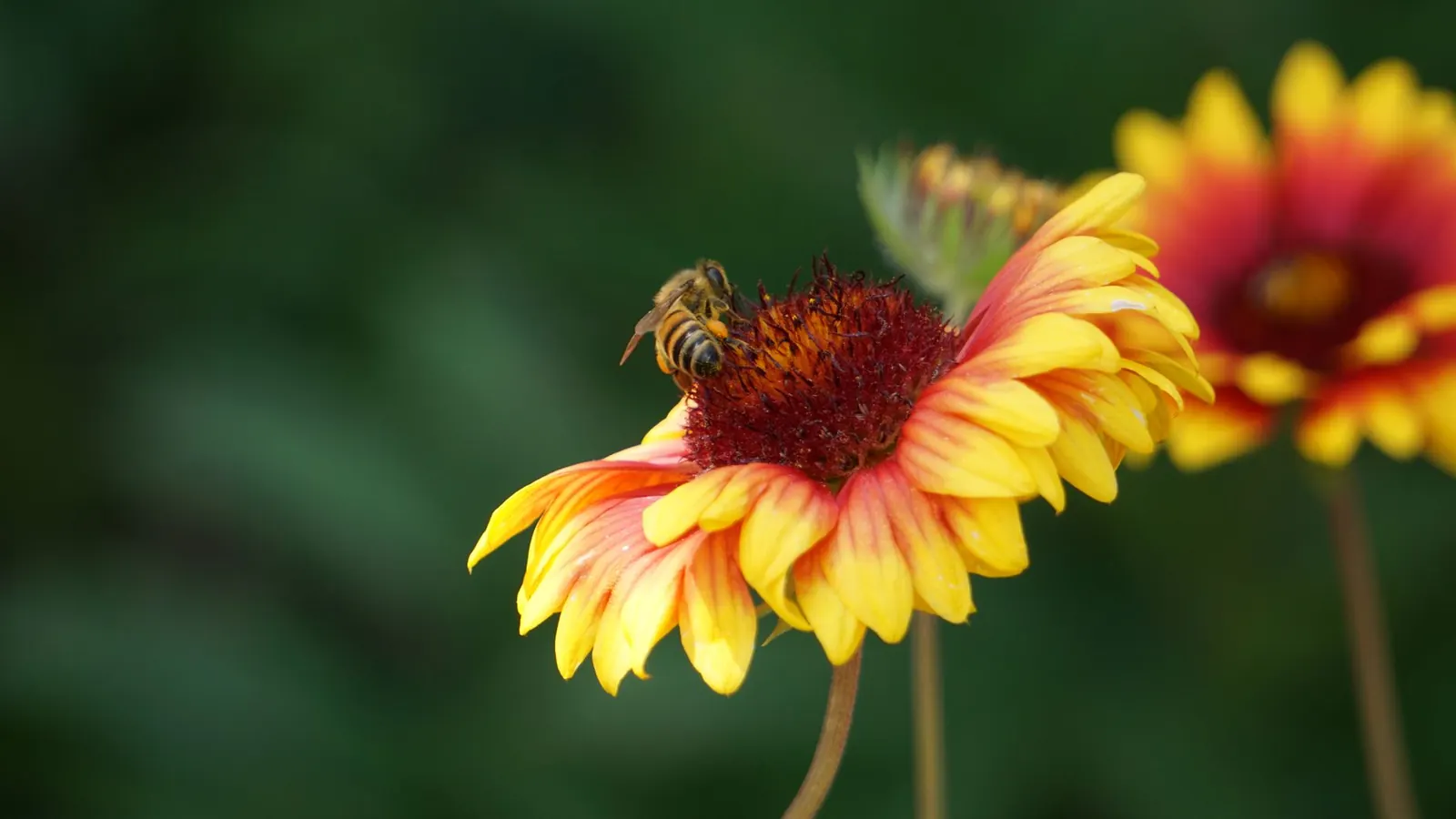 Native Plants for Your Yard: Why They Help and How to Choose Them