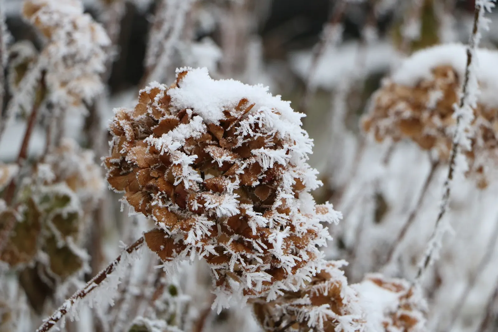 USDA Plant Hardiness Zones Explained: Choosing Plants That Survive Your Winters