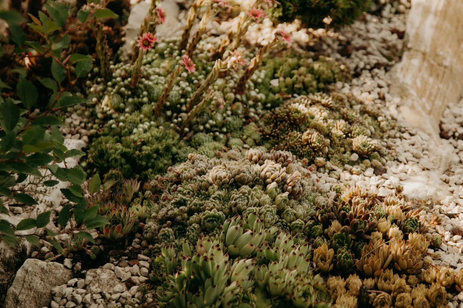 Water-Wise Landscaping: Xeriscaping Basics for Any Region