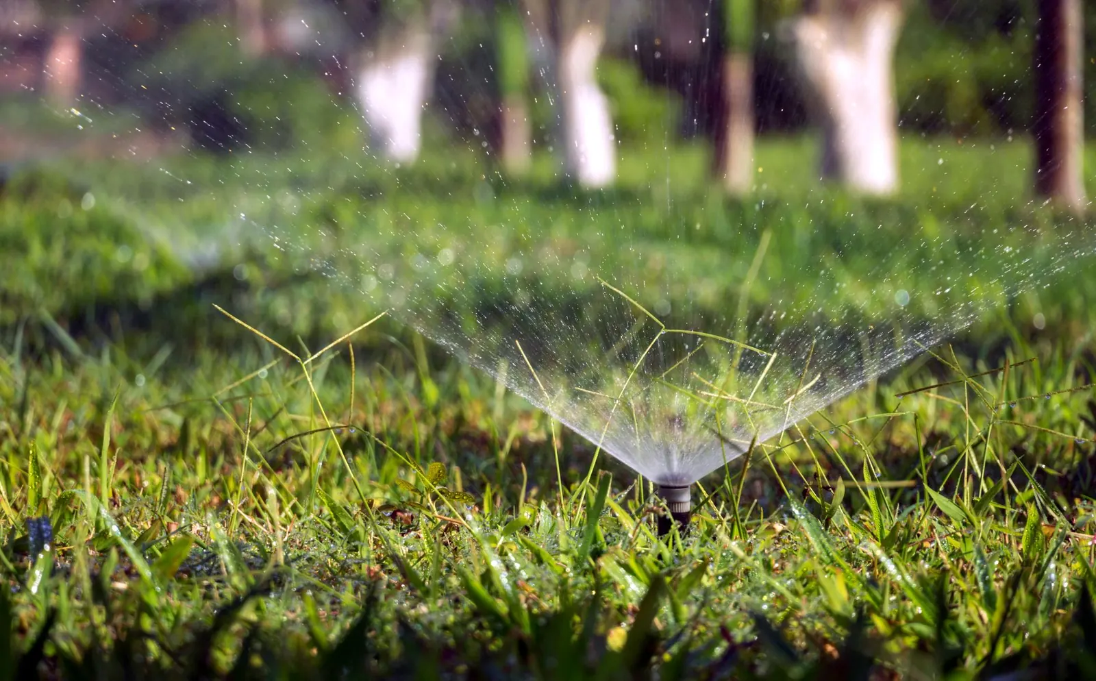 Watering Your Lawn the Smart Way: When, How Often and How Long